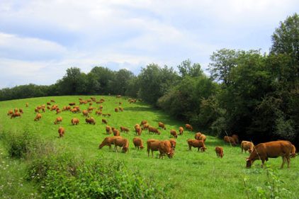 Limousin-koeien