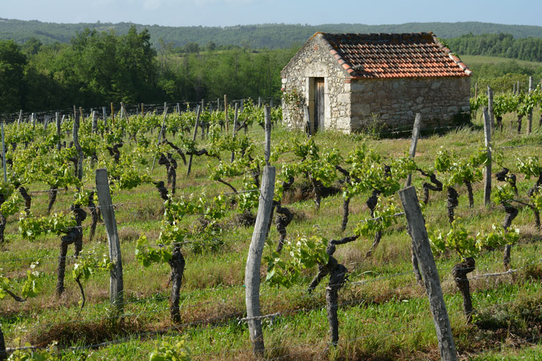 wijngaarden in Cahors