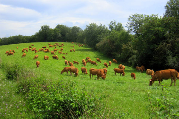 Limousin cows