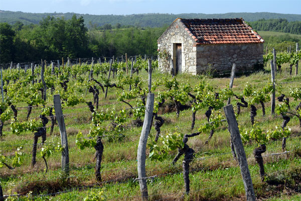 vineyards of cahors