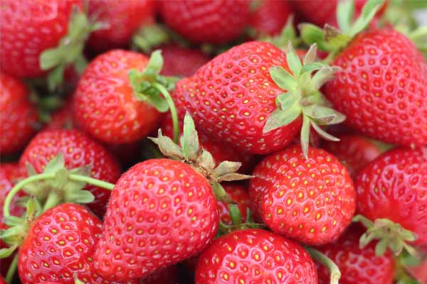 Quercy Erdbeeren