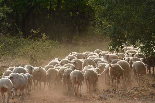 Schafe im Sommer