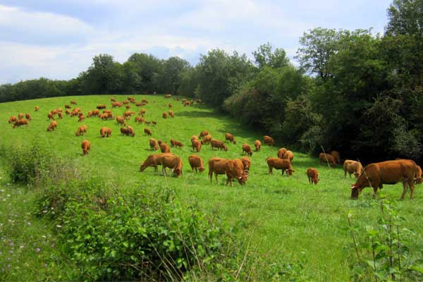 weiland met koeien in Martel, Lot, Occitanie