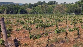 Wijnstokken Coteaux de Glanes