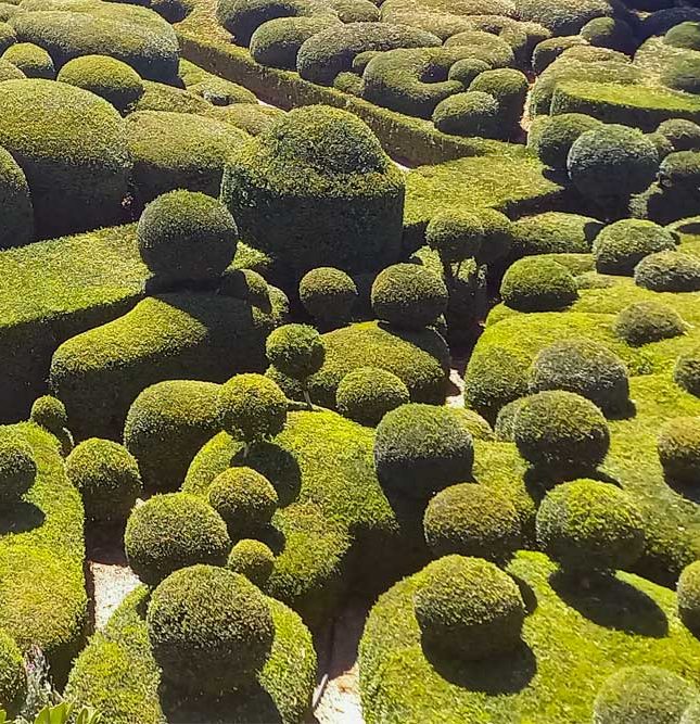 De geschoren buxus in de tuinen van Marqueyssac